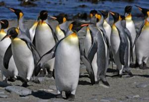 King penguins